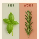 Best vs Worst Herbs for Health